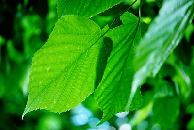 Tilia americana 'Nova' - lípa americká - list s žilnatinou
